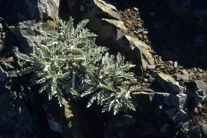 Phacelia sericea var. sericea photo 5