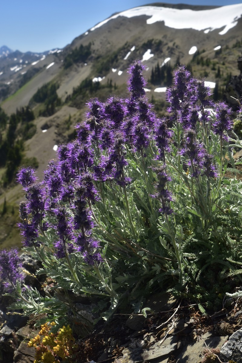 Phacelia sericea var. sericea photo 6