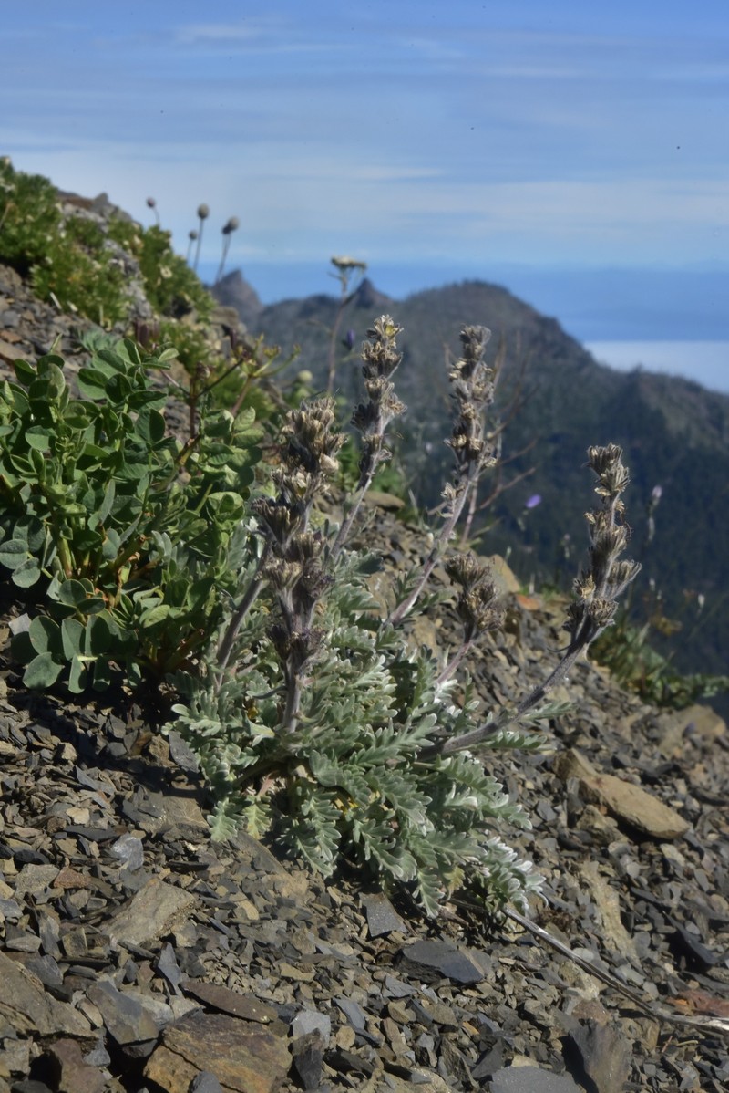 Phacelia sericea var. sericea photo 7