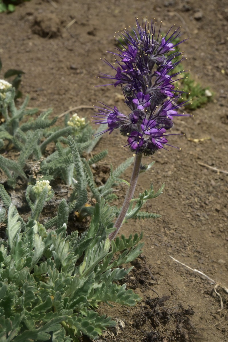 Phacelia sericea var. sericea photo 8