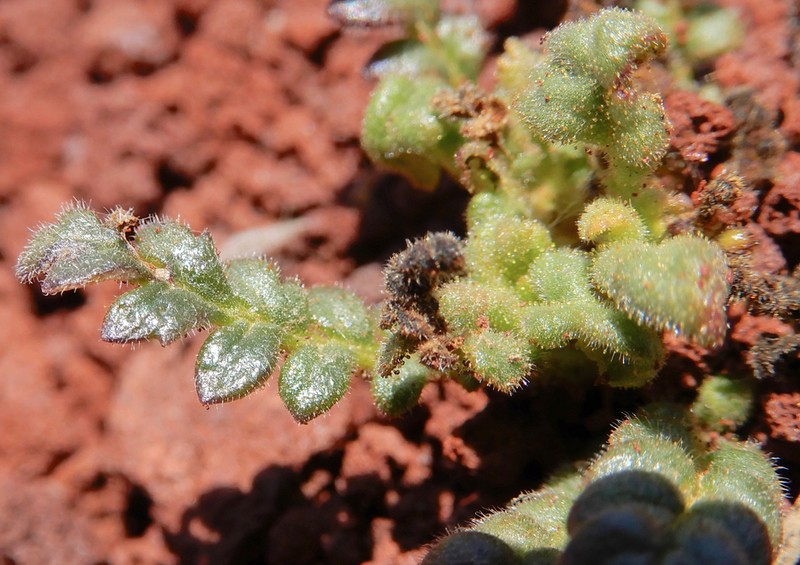 Saw Phacelia