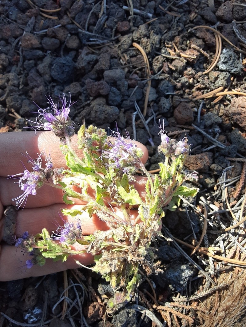 Saw Phacelia photo 2