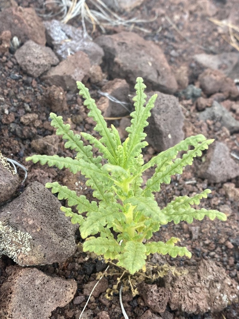 Saw Phacelia photo 3
