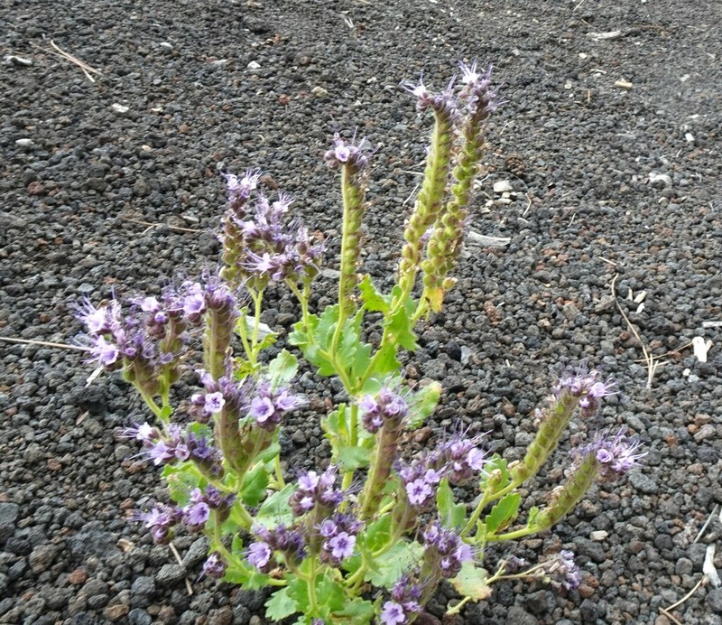 Saw Phacelia photo 4