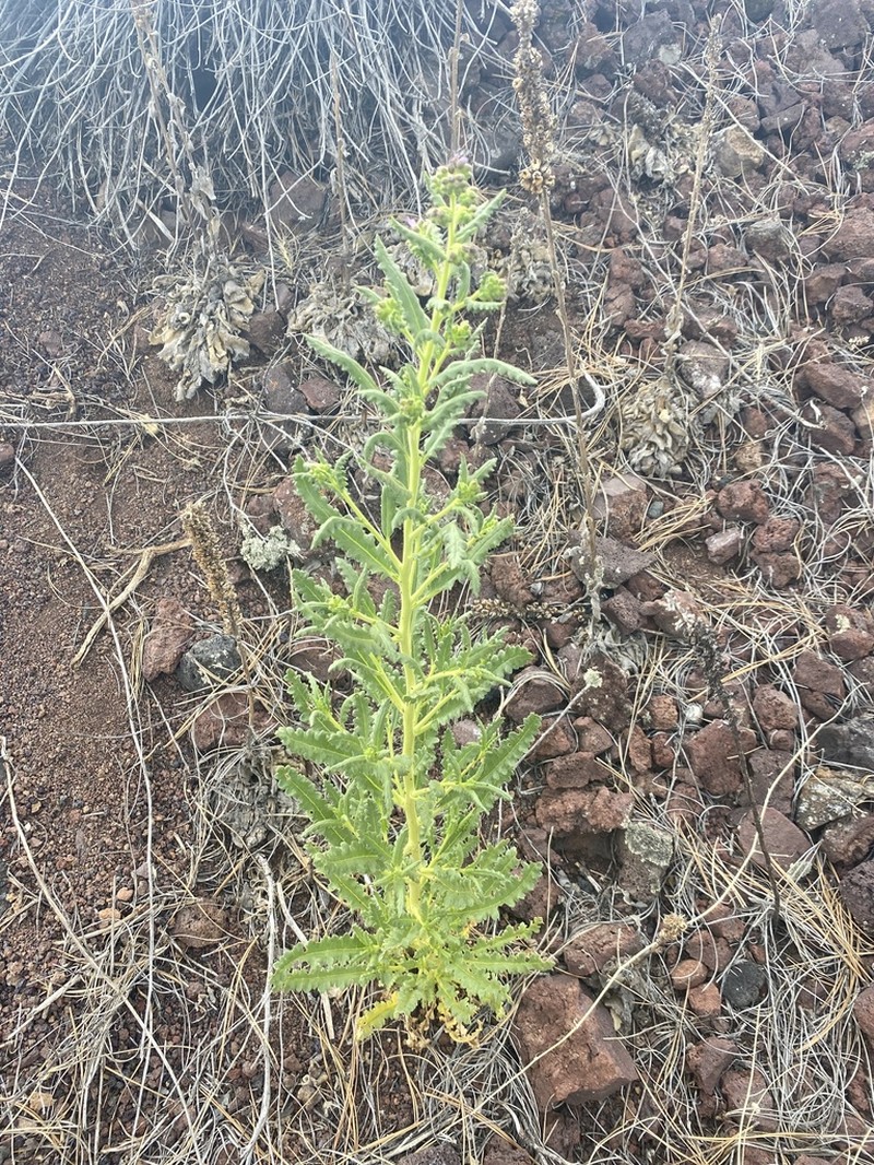 Saw Phacelia photo 5