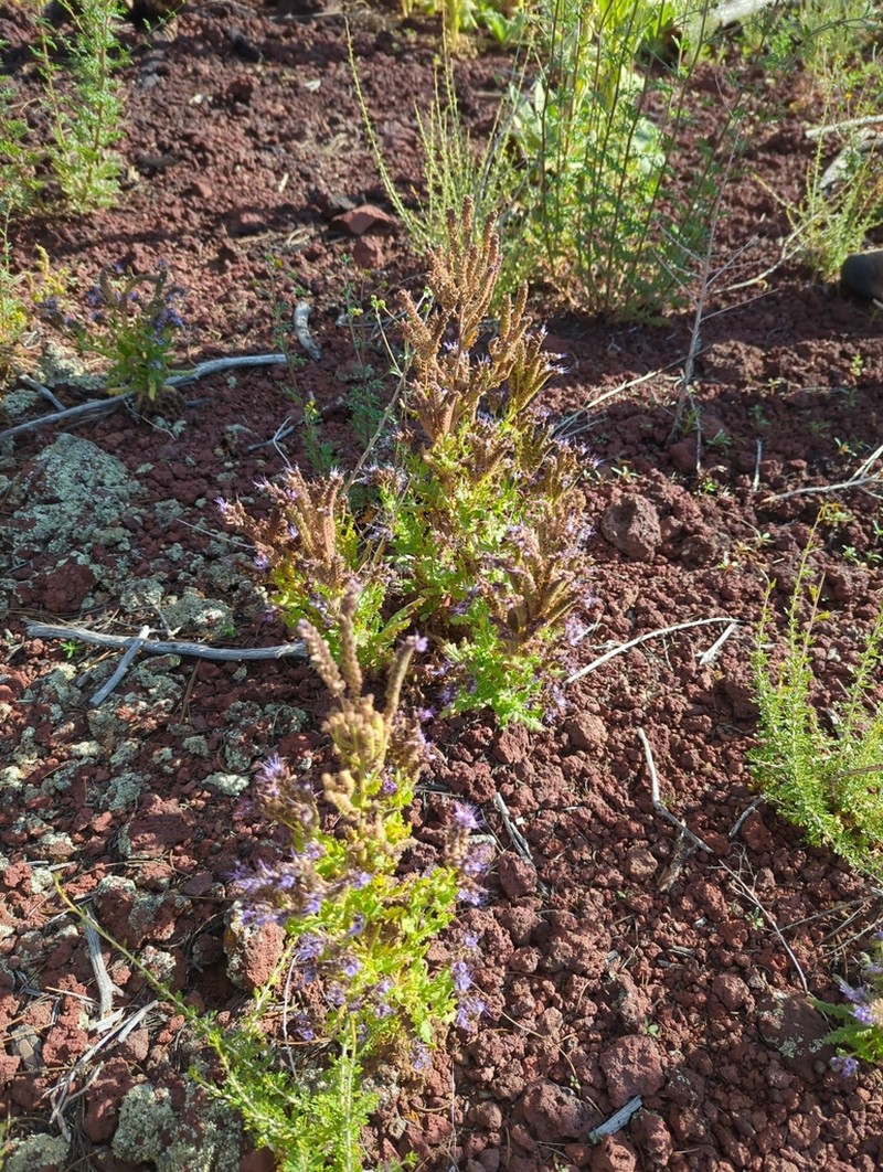 Saw Phacelia photo 6