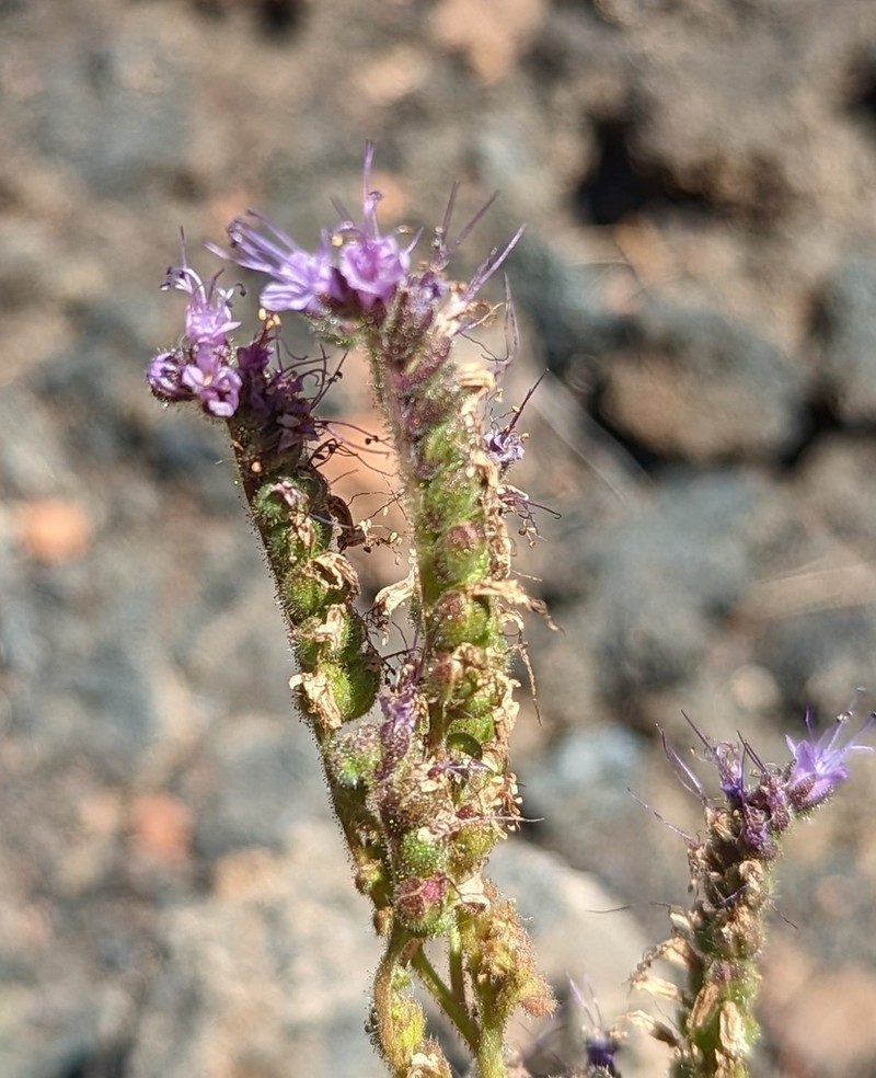 Saw Phacelia photo 7
