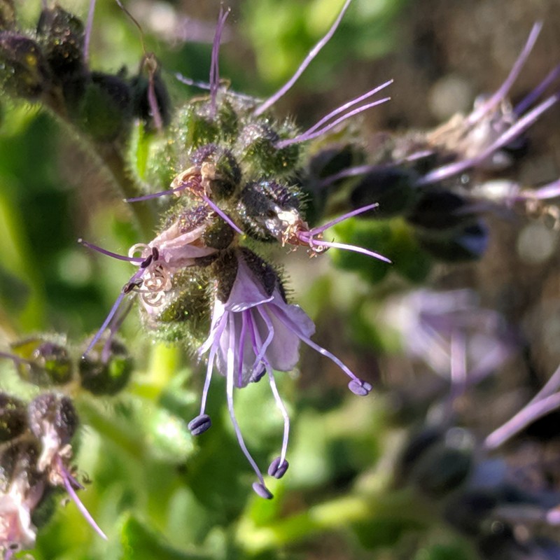 Saw Phacelia photo 8