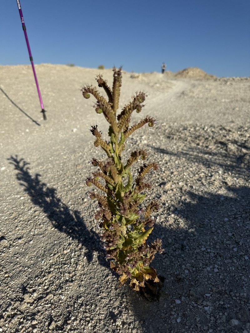 Phacelia sivinskii photo 2