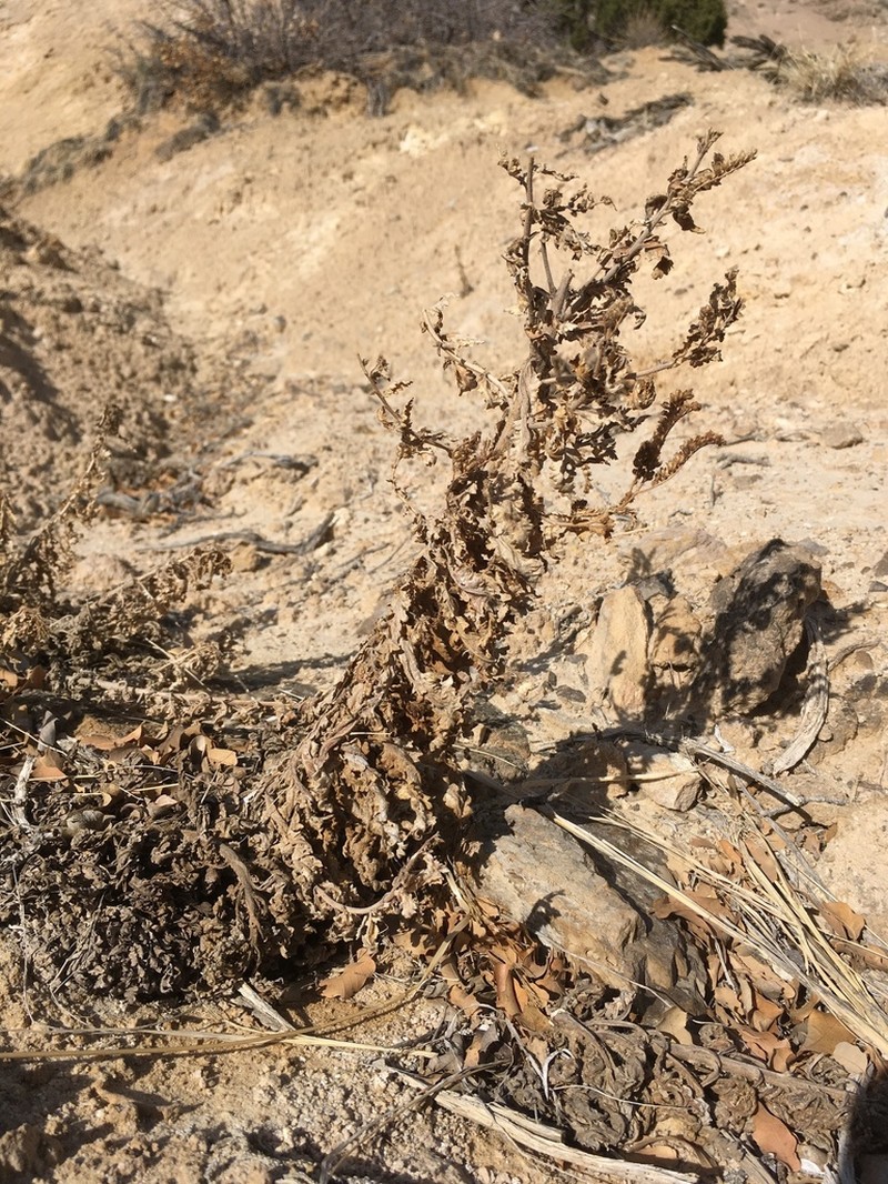 Phacelia sivinskii photo 3
