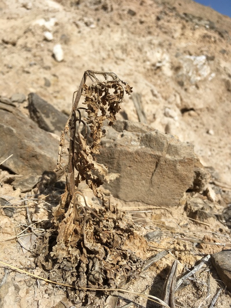 Phacelia sivinskii photo 4