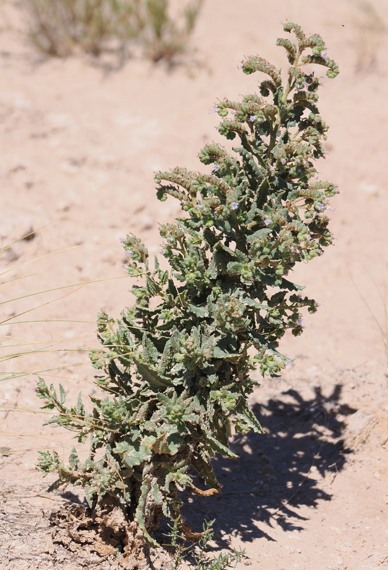 Phacelia sivinskii photo 5
