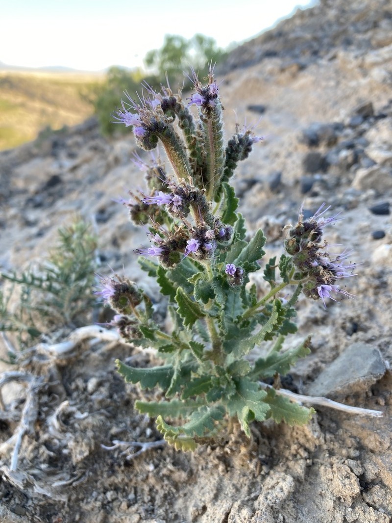 Phacelia sivinskii photo 7