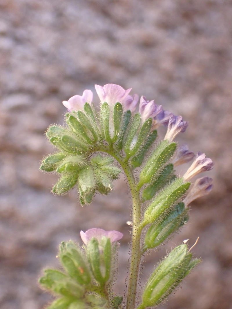 Phacelia sonoitensis