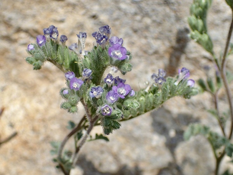 Phacelia sonoitensis photo 2