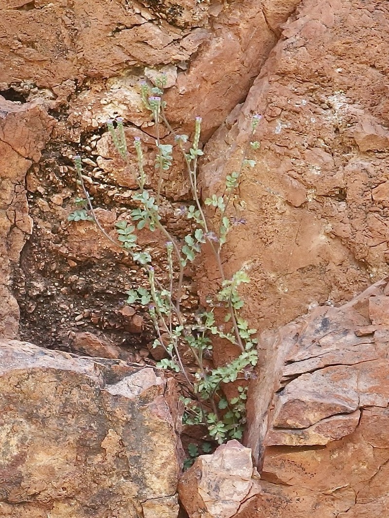 Phacelia sonoitensis photo 3