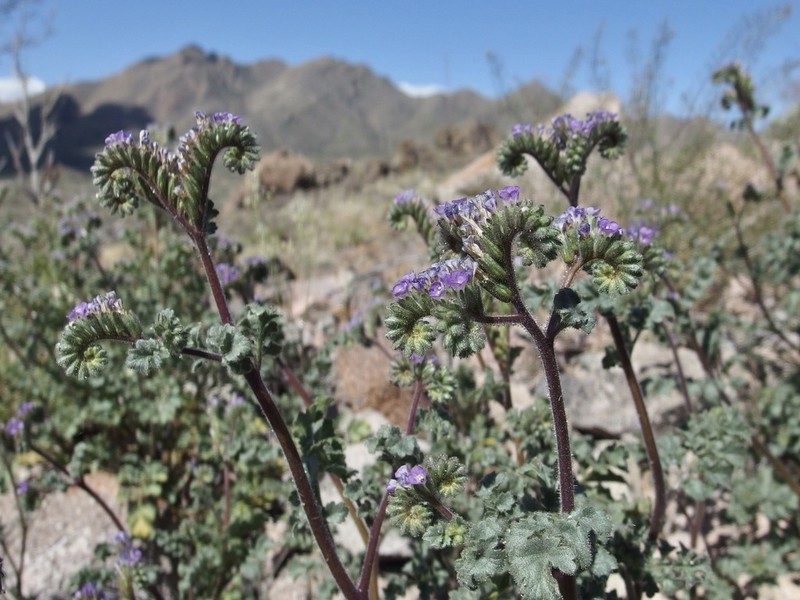 Phacelia sonoitensis photo 4