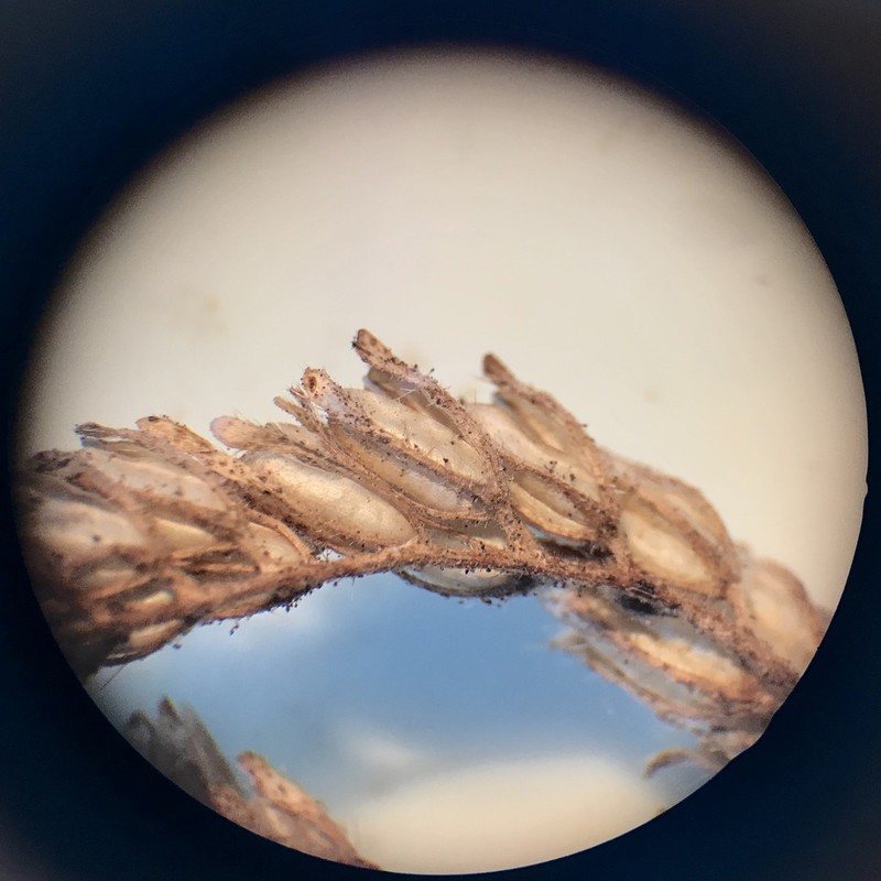 Phacelia sonoitensis photo 5