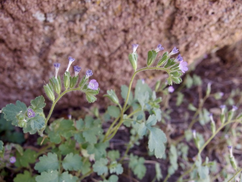 Phacelia sonoitensis photo 6