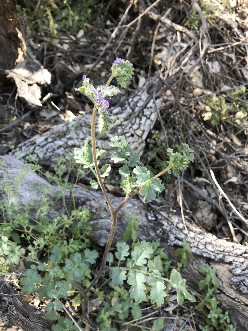 Phacelia sonoitensis photo 7
