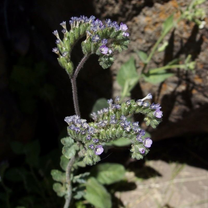 Phacelia sonoitensis photo 8