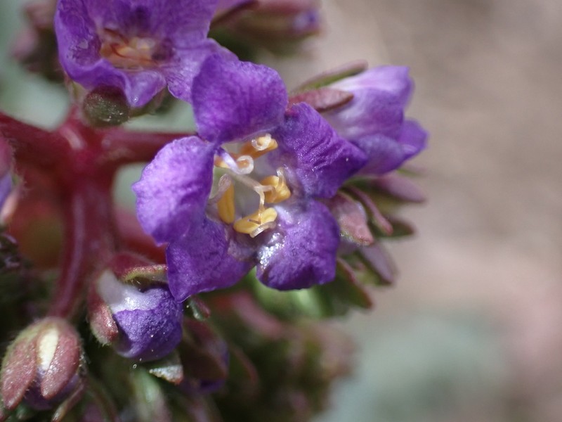 Patch Phacelia