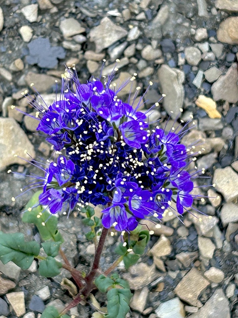 Patch Phacelia photo 2
