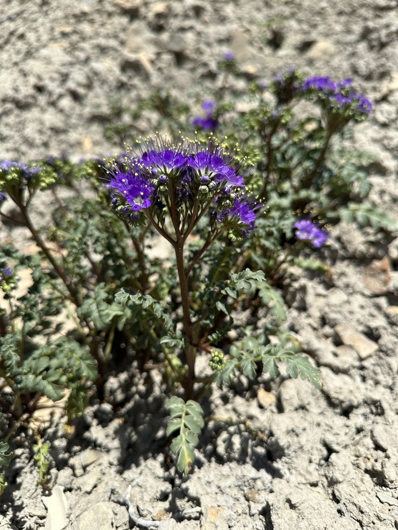 Patch Phacelia photo 3