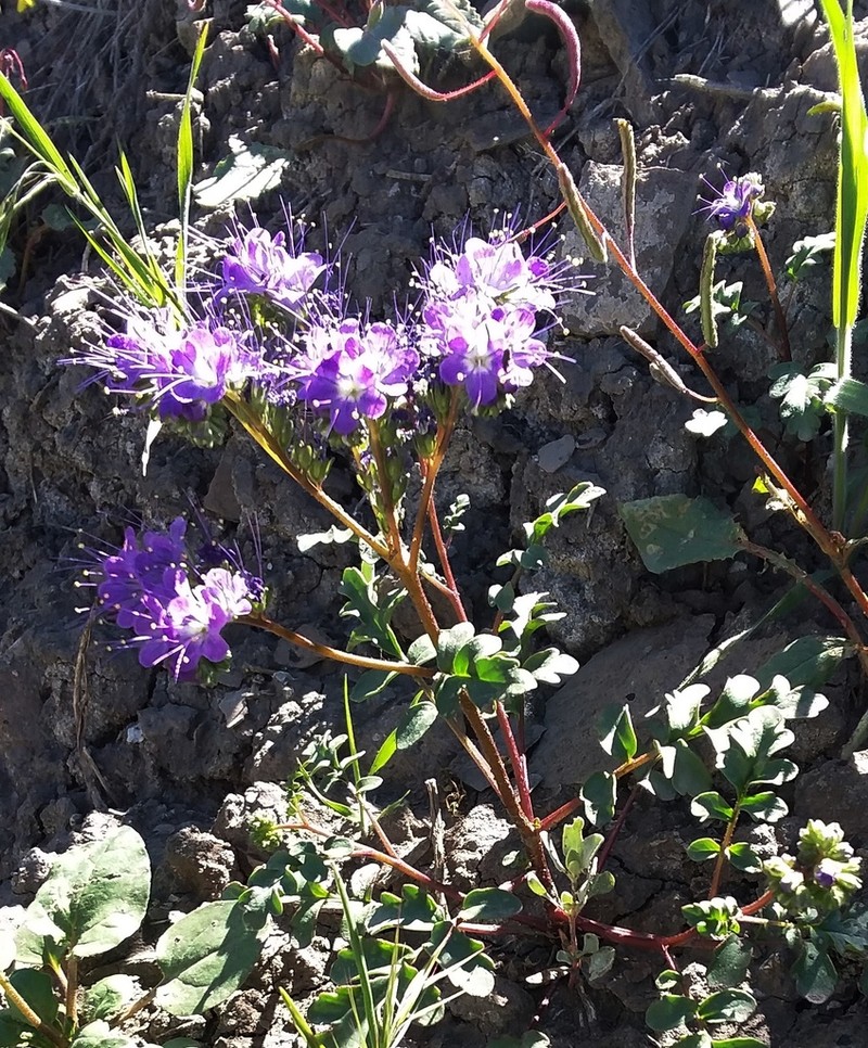 Patch Phacelia photo 4