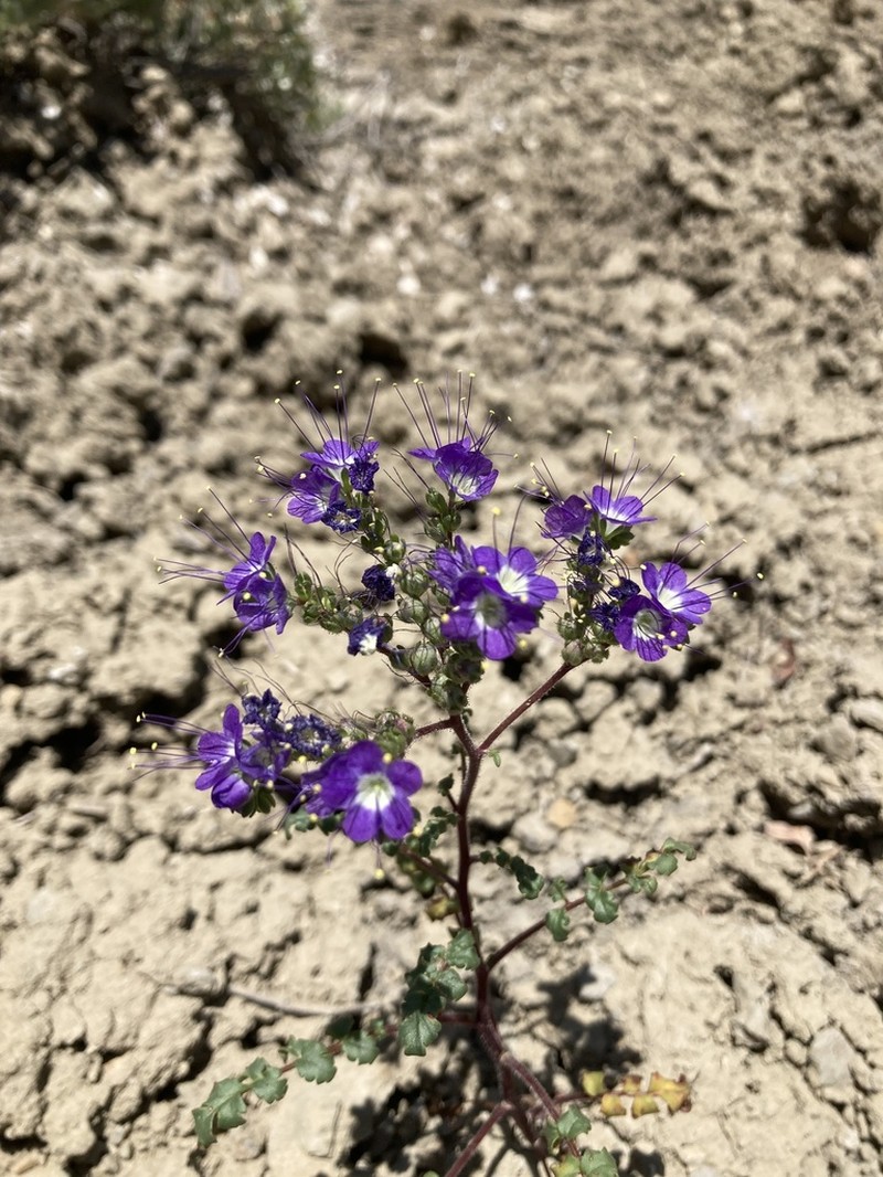 Patch Phacelia photo 5