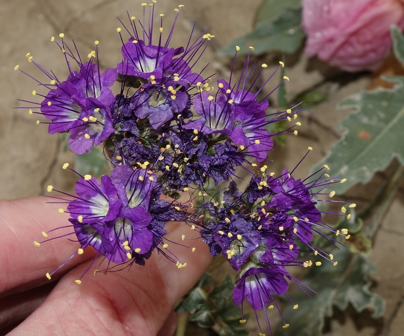 Patch Phacelia photo 6