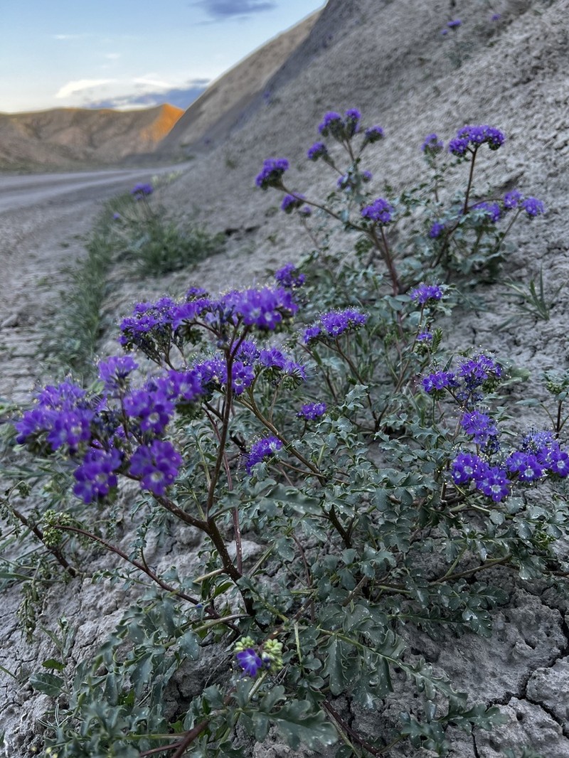 Patch Phacelia photo 7
