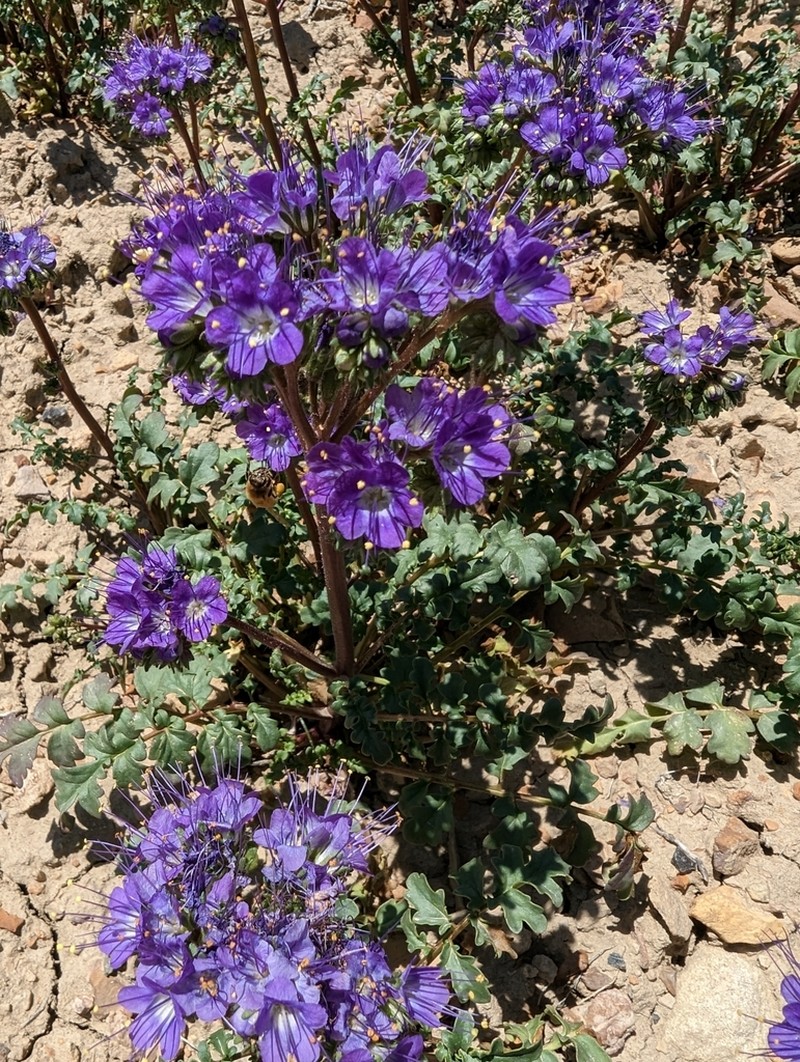 Patch Phacelia photo 8