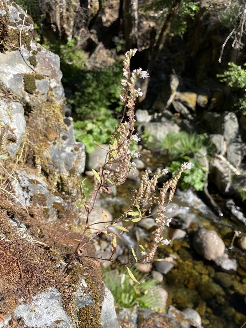 Stebbins' Phacelia