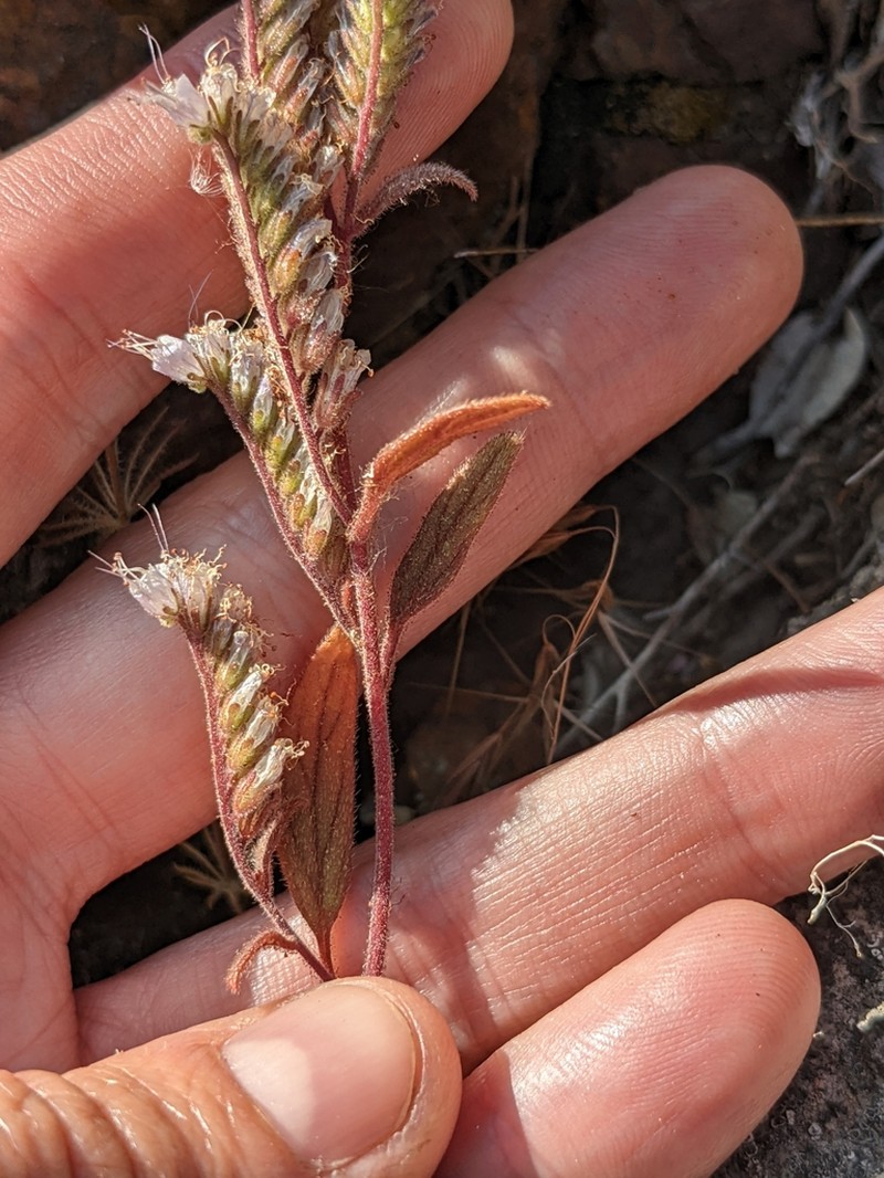 Stebbins' Phacelia photo 2