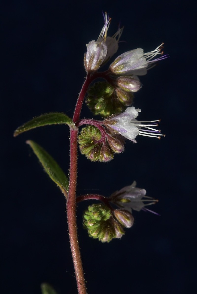 Stebbins' Phacelia photo 3