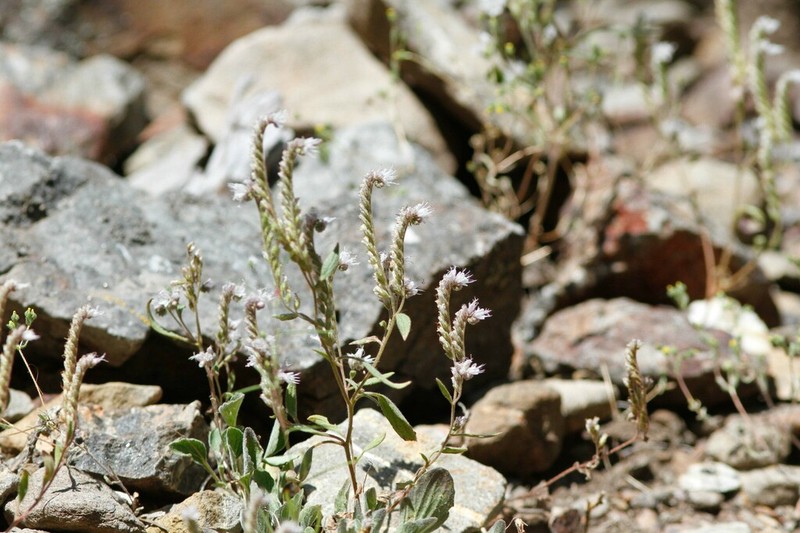 Stebbins' Phacelia photo 5