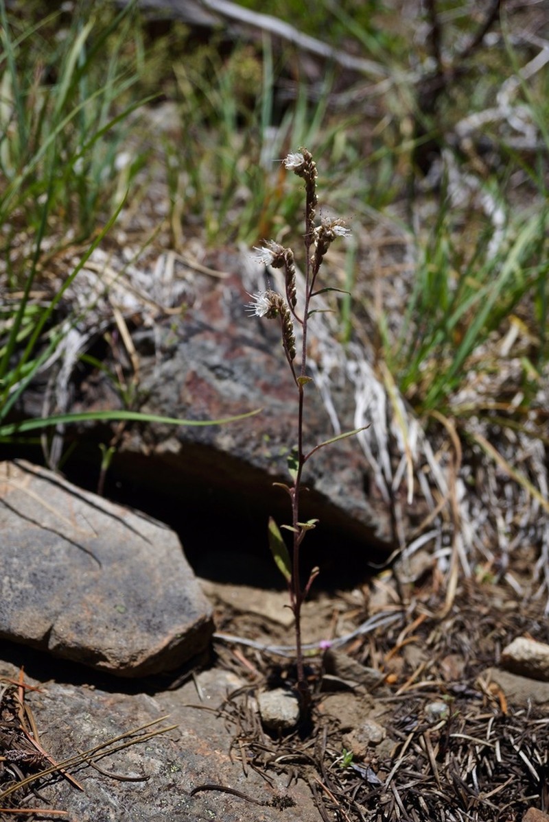 Stebbins' Phacelia photo 6