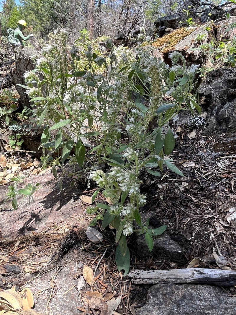 Stebbins' Phacelia photo 7