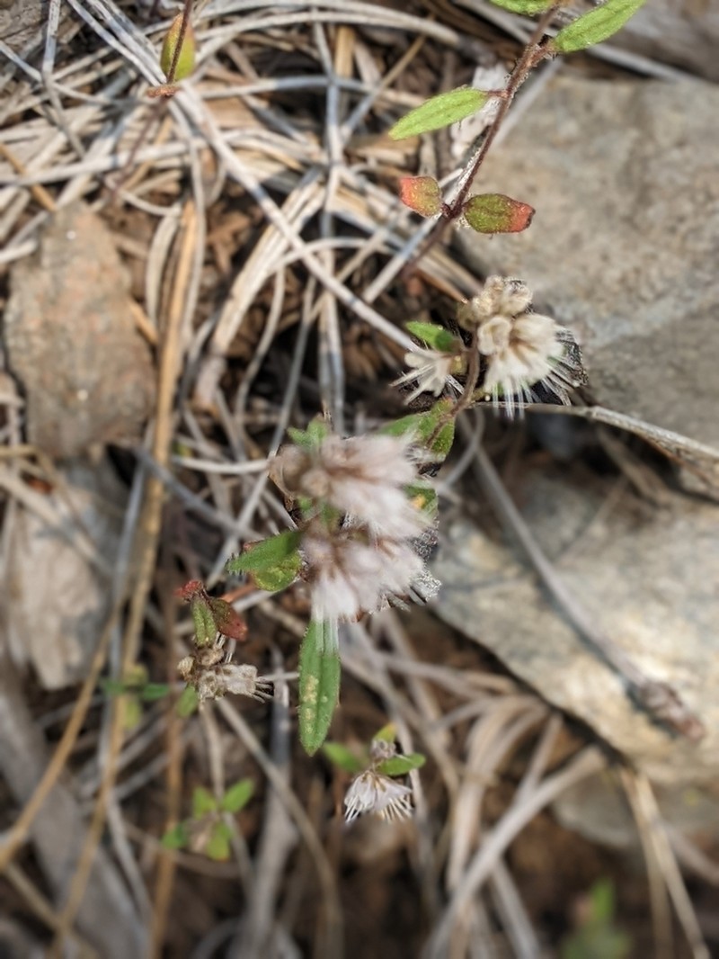 Stebbins' Phacelia photo 8