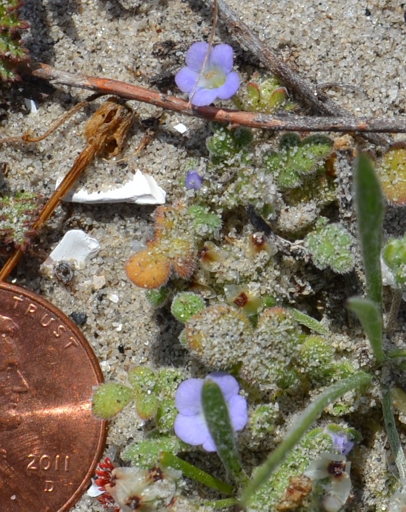 Star Phacelia