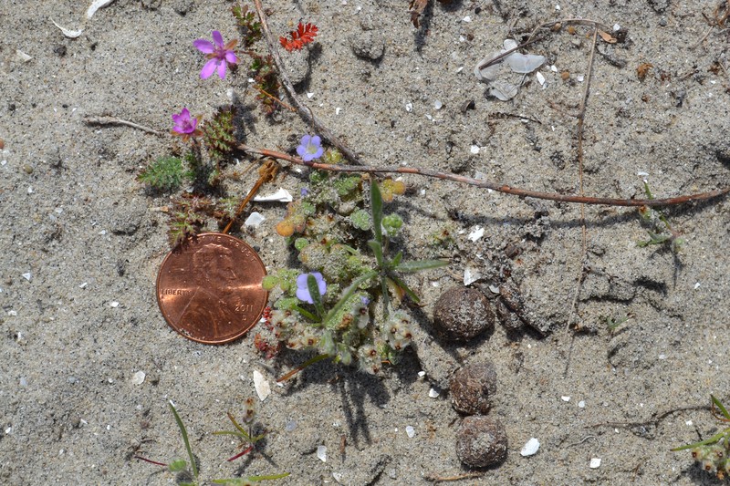 Star Phacelia photo 2