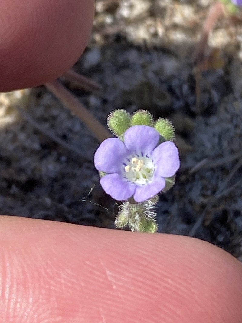 Star Phacelia photo 3
