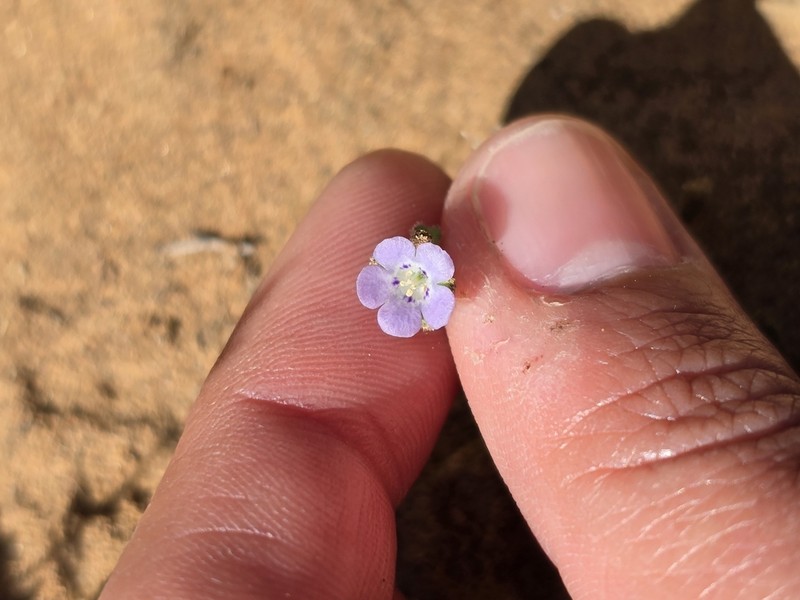 Star Phacelia photo 4