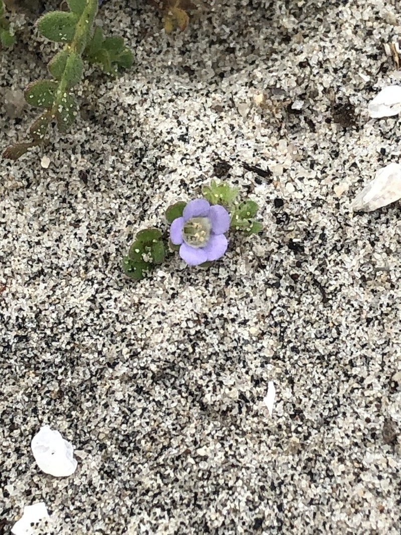 Star Phacelia photo 5