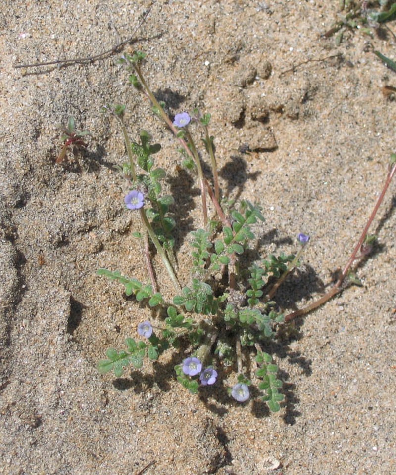 Star Phacelia photo 6