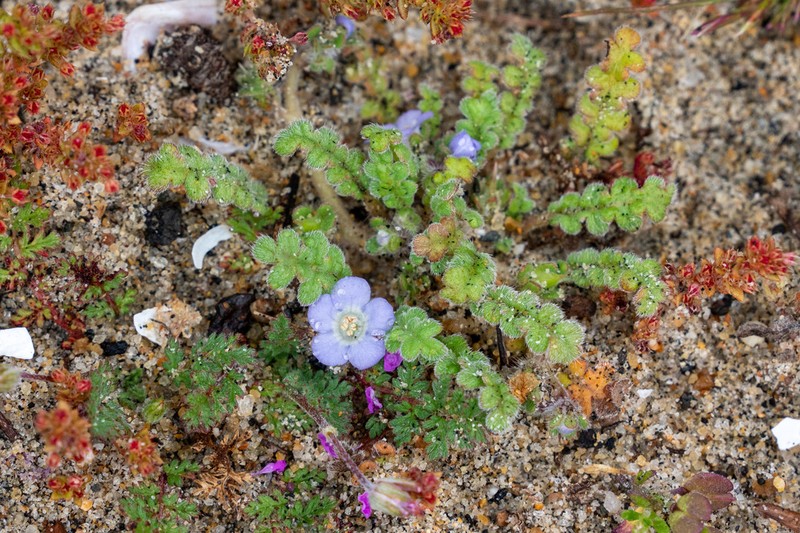 Star Phacelia photo 8