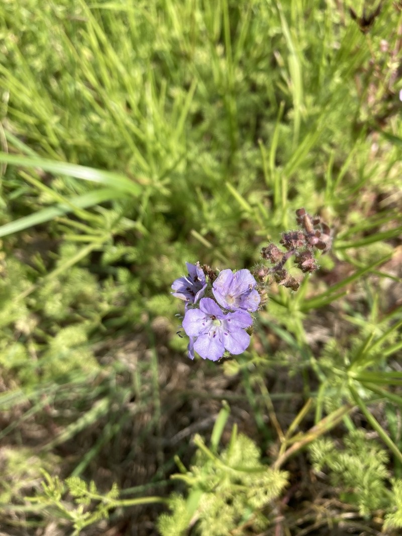 Prairie Phacelia