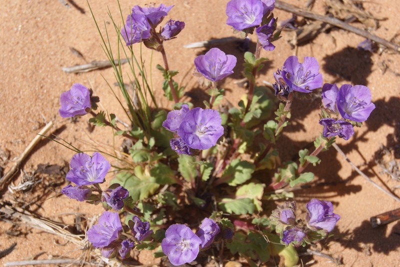 Prairie Phacelia photo 2