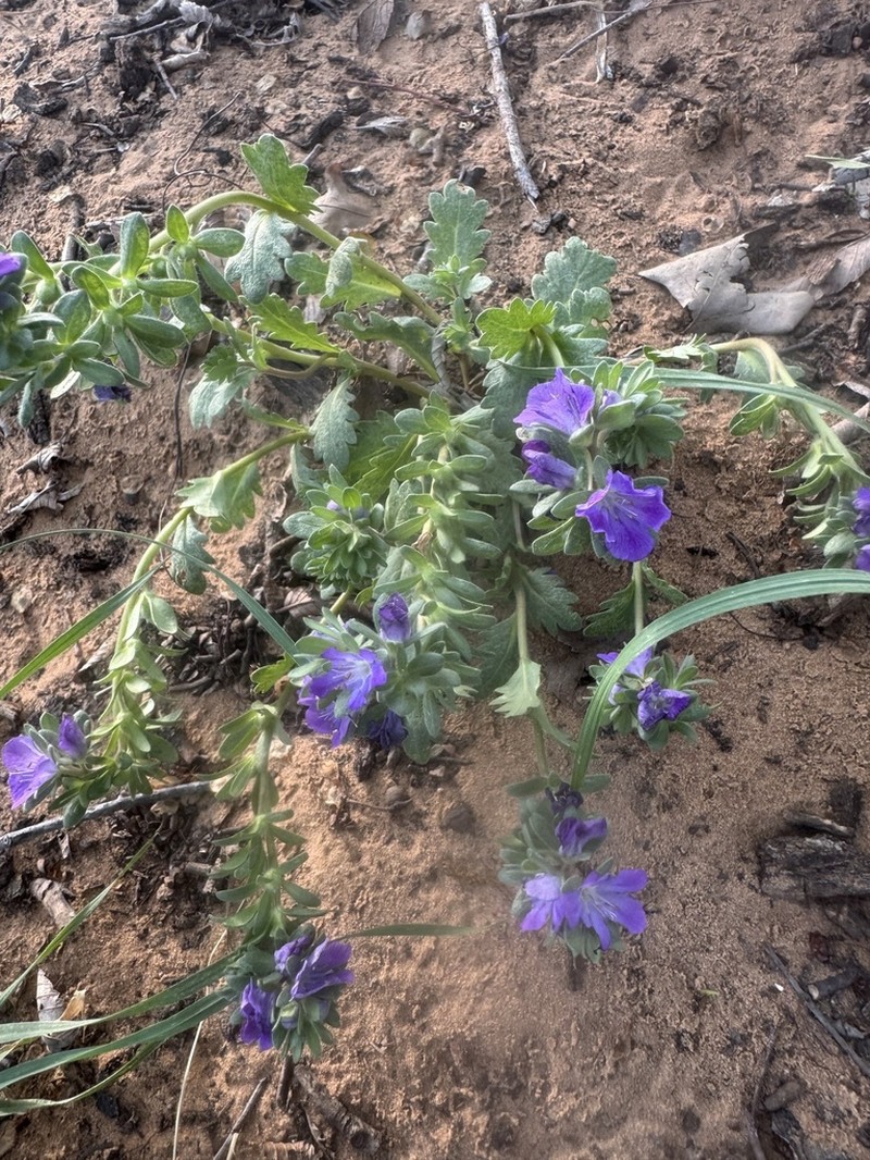 Prairie Phacelia photo 3